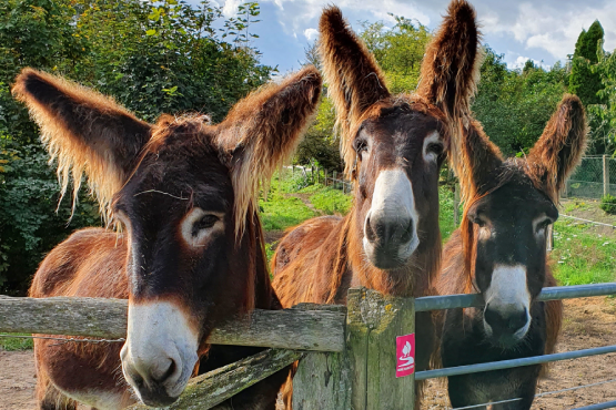 Poitouesel in der Steveraue Olfen (Foto: Lisa Lorenz)