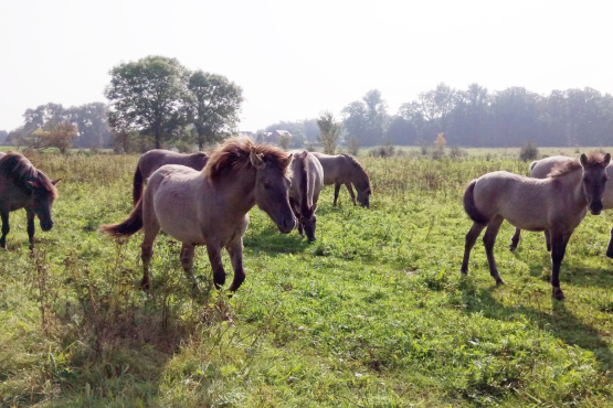 Konikpferde in der Steveraue Olfen (Foto: Christine Negraszus)